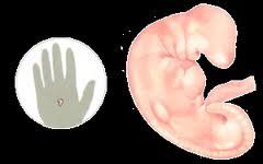 De l'embryon au foetus