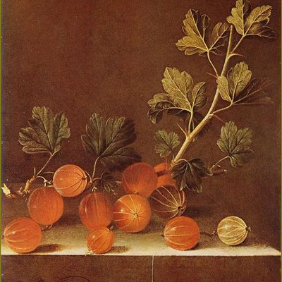 Fruits d'été par les peintres  - Adriaen Coorte (1665-1707) groseilles