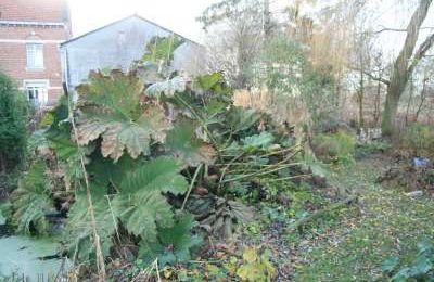 Gunnera manicata sous la couette