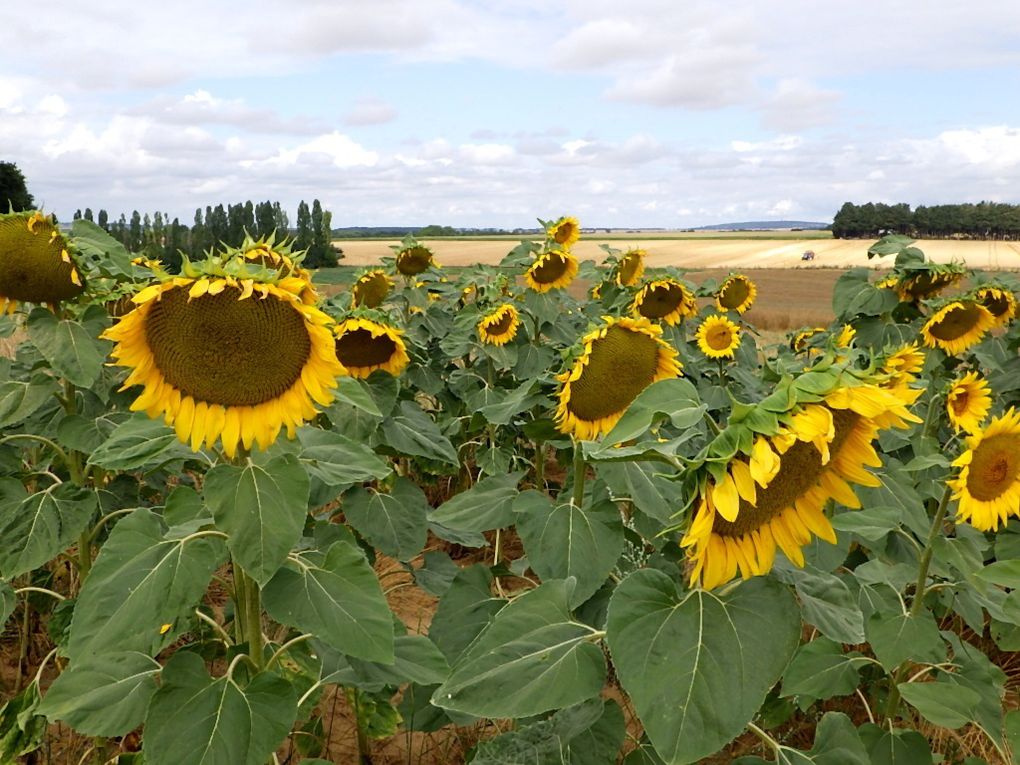 Les tournesols