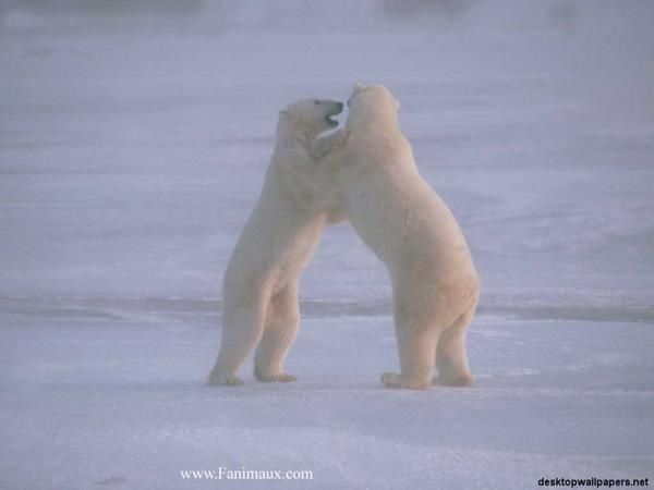 Images d'ours polaire