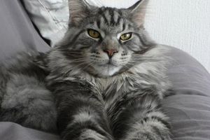 Une race : le Maine Coon