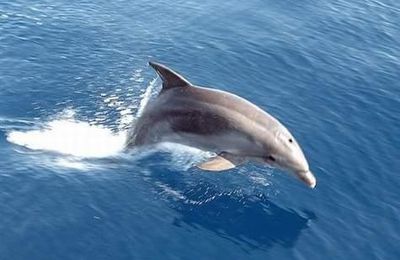 Sauvée par les dauphins