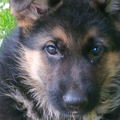 Histoire d'un jeune berger allemand, Loki