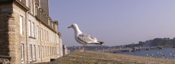 Une mouette ne fait pas le printemps !