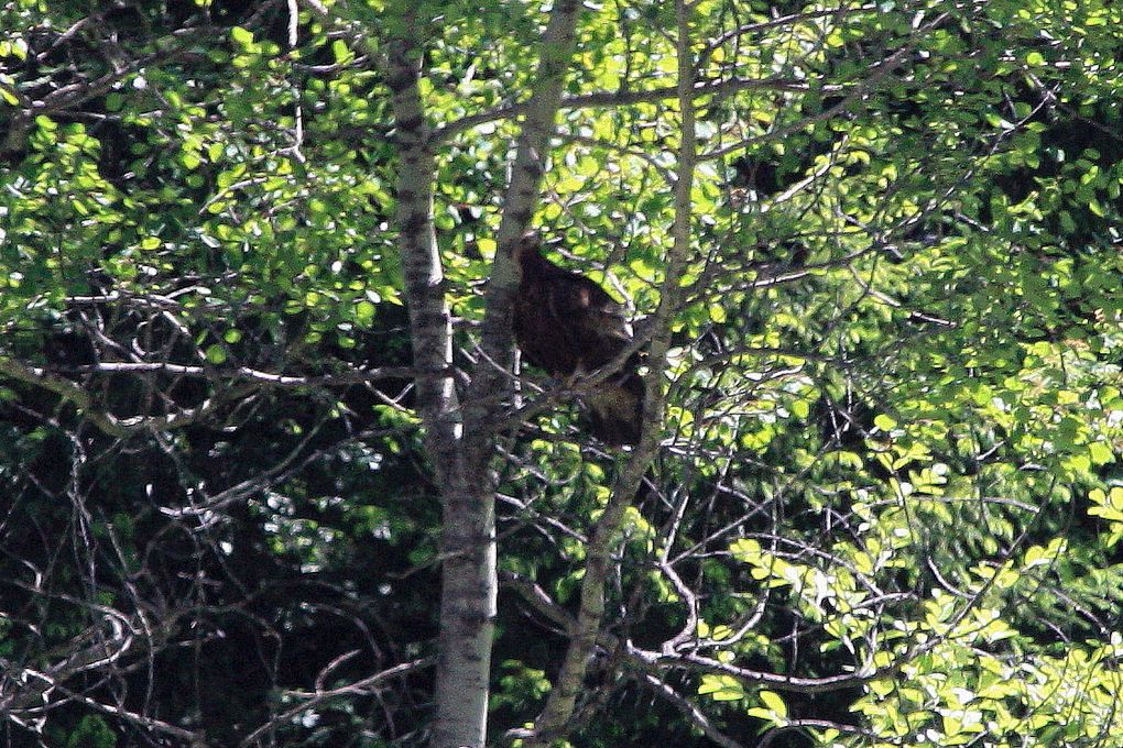 Faune de Tarentaise - Vanoise