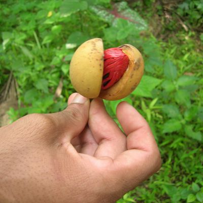 nutmeg / la noix de muscade