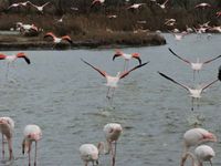 Camargue, les flamants roses