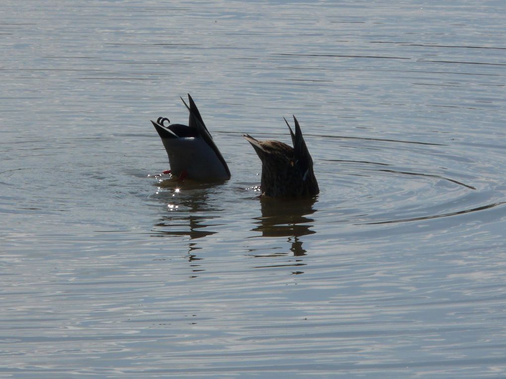 quelques habitants du parc ornithologique du Teich, sur le bassin d'Arcachon