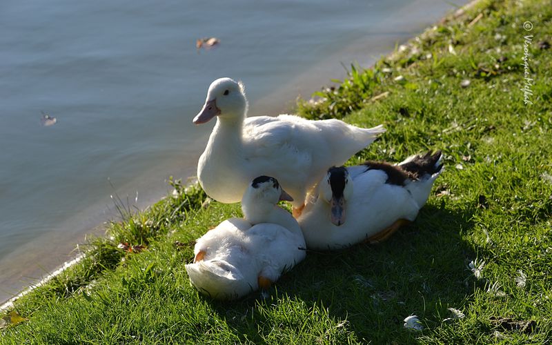 Lac Daumesnil : Trois petits canards