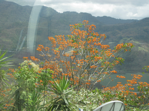 Un circuit de 7 jours ; découverte de la flore et la faune.
Pura Vida est l'expression qui représente  l'état de bonheur de ce pays, paix, tranquillité qui y règne.