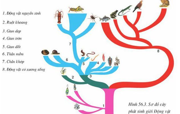 Giải bài tập Cây phát sinh giới động vật