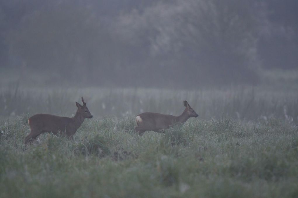 Le chevreuil européen reste très discret. Ses populations sont donc difficiles à dénombrer, d'autant qu'il est essentiellement forestier. S'il s'approche volontiers des habitations proches des lisières tôt le matin ou la nuit, il fuit le contact de l'homme et est gêné par des dérangements répétitifs. Il est grégaire et peut former des groupes de plus de dix individus en milieu ouvert en hiver. La cellule sociale de base du chevreuil est matriarcale, associant une chevrette et sa progéniture de l’année.