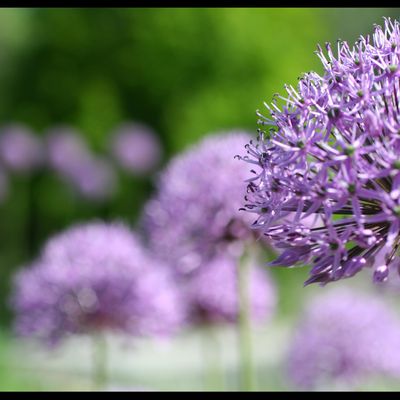 Ail ! L'allium giganteum