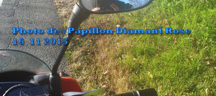 Balade solo en moto - 16 11 2015 - Ƹ̵̡Ӝ̵̨̄Ʒ Papillon Diamant Rose Ƹ̵̡Ӝ̵̨̄Ʒ -