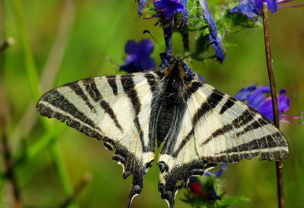 Album - Macro-Papillons