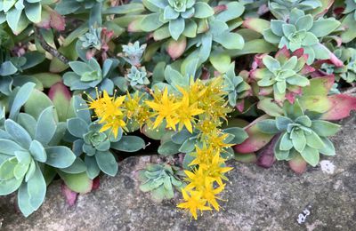 Votre bouquet du Dimanche 21 Avril