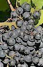 #Blaufrankish Producers South Coast California Vineyards 
