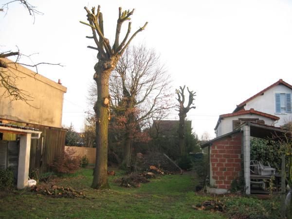 Le terrain tel qu'à l'origine, en été ou a l'automne, puis l'élagage et le dernier nettoyage avant le début des travaux.