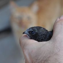 La dernière heure