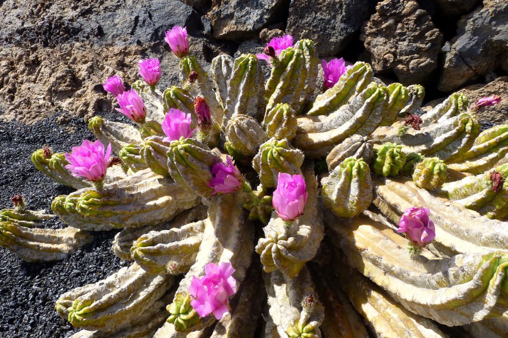 J'adore ces fleurs délicates, fragiles et et éphémères