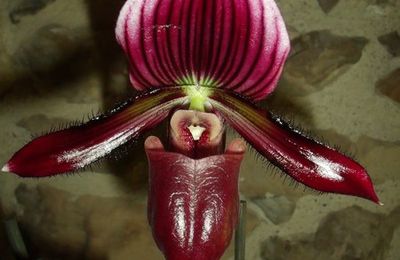 Paphiopedilum x black jack