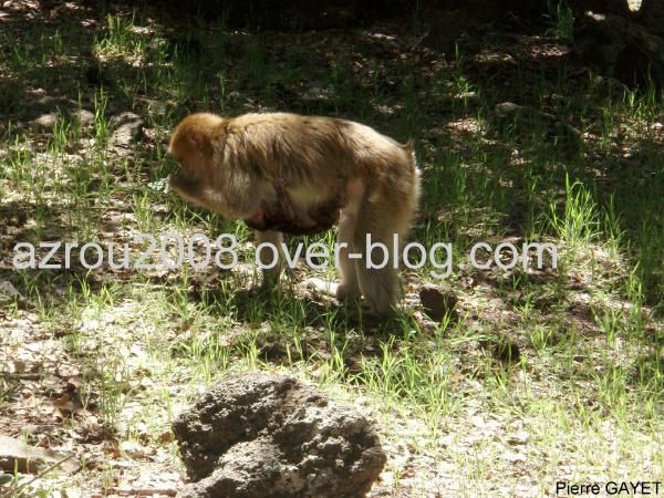 macaques de Barbarie (Macaca sylvanus) ou singe magot, dans une forêt de cèdres du moyen-Atlas marocain