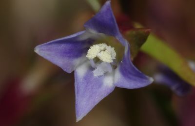 Neurotheca loeselioides subsp. loeselioides