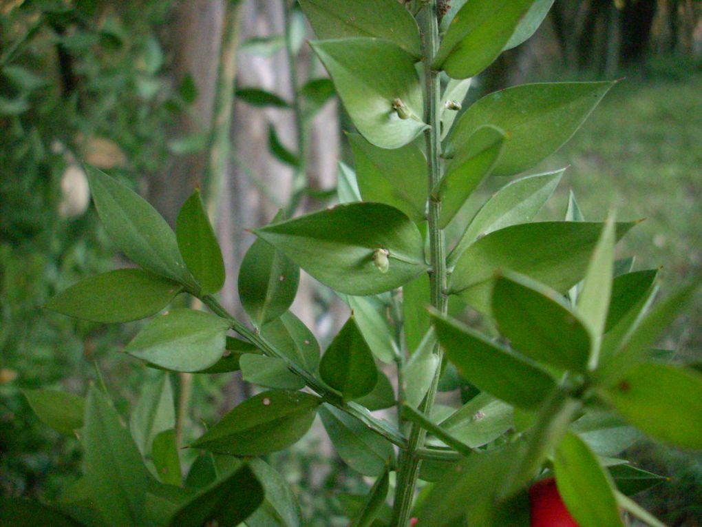 Plante du mois : le petit-houx