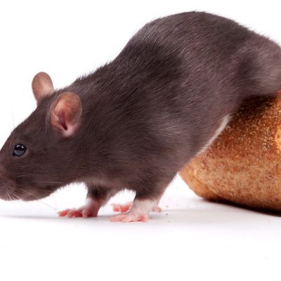 Des souris dans la maison : les moyens de remédier au problème