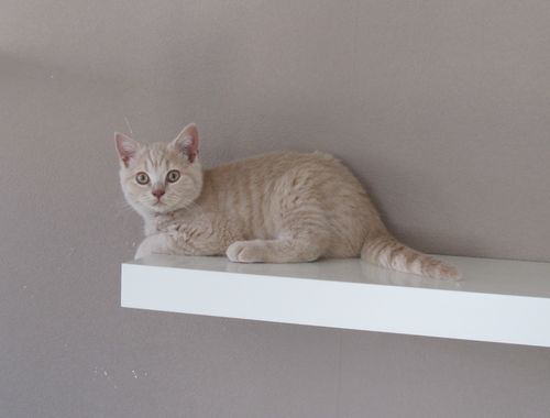 Poids De Mon British Shorthair Mes British Shorthair Barnabe Felidae Et Gunter