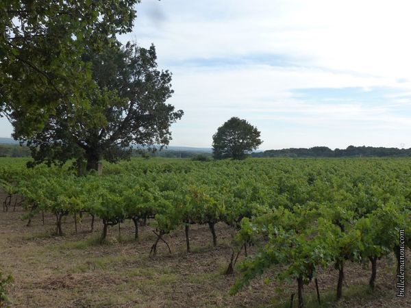 Quelques belles grappes...