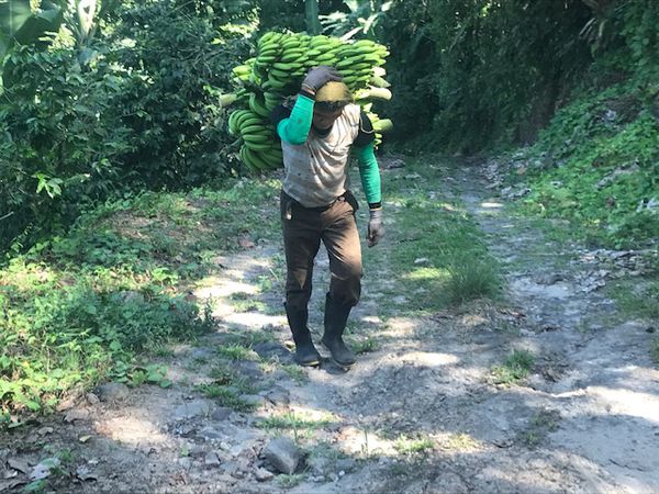 Régime de bananes  transportés à dos d'homme : 5 régimes  quand même soit plus de 70 kg ! - Plantation café sous  bananeraie - branche de caféiers porteuses de fruits 