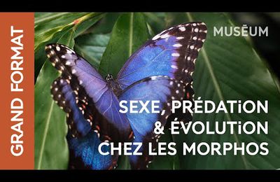 Les Morphos : les mécanismes de l'évolution