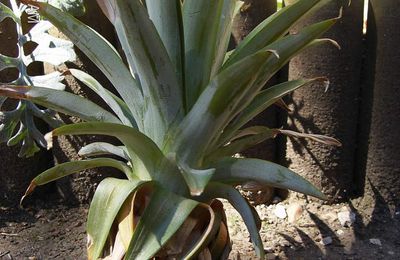 faire d'un ananas une plante