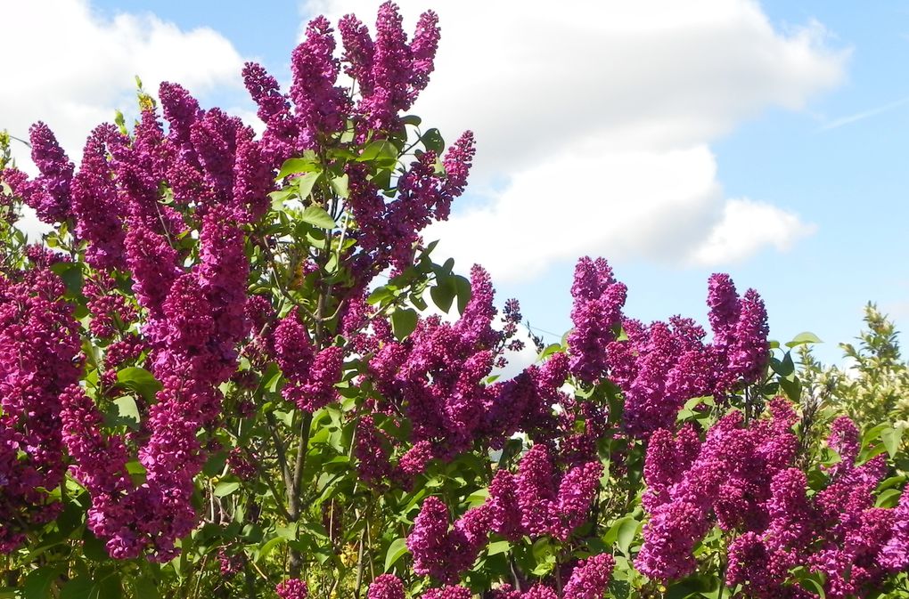 floraison, fleurs et jeunes pousses de printemps...
La nature s'éveille, et les jardins, parcs, bois laissent éclater une multitudes de couleurs, de senteurs, de formes.
La vie reprend son droit après l'hiver