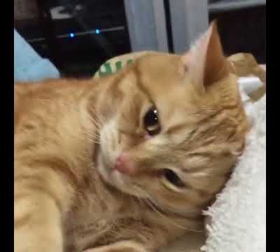 Tu veut bien me laisser dormir!?!