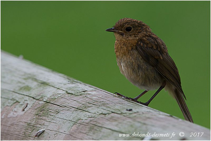 Un rouge-gorge? Avouez qu'on pourrait en douter ! Il faudra 2 mois avant que le plastron orangé soit visible.