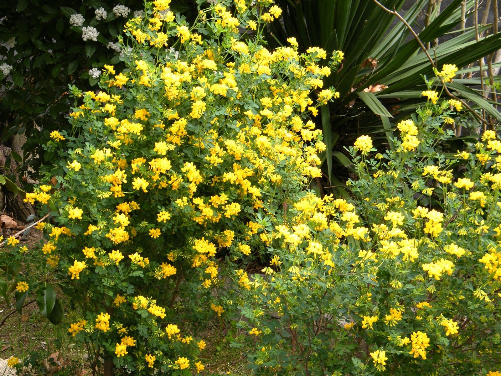 En fleurs au jardin à partir de février (Marignane). Très fréquentée par les butineurs aux premiers signes du printemps. Photos le 17.03.2022.