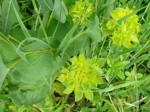 fleurs rencontrées pendant randonnées. Classées par mois de floraison - Nom de la plante - Endroit de rencontre