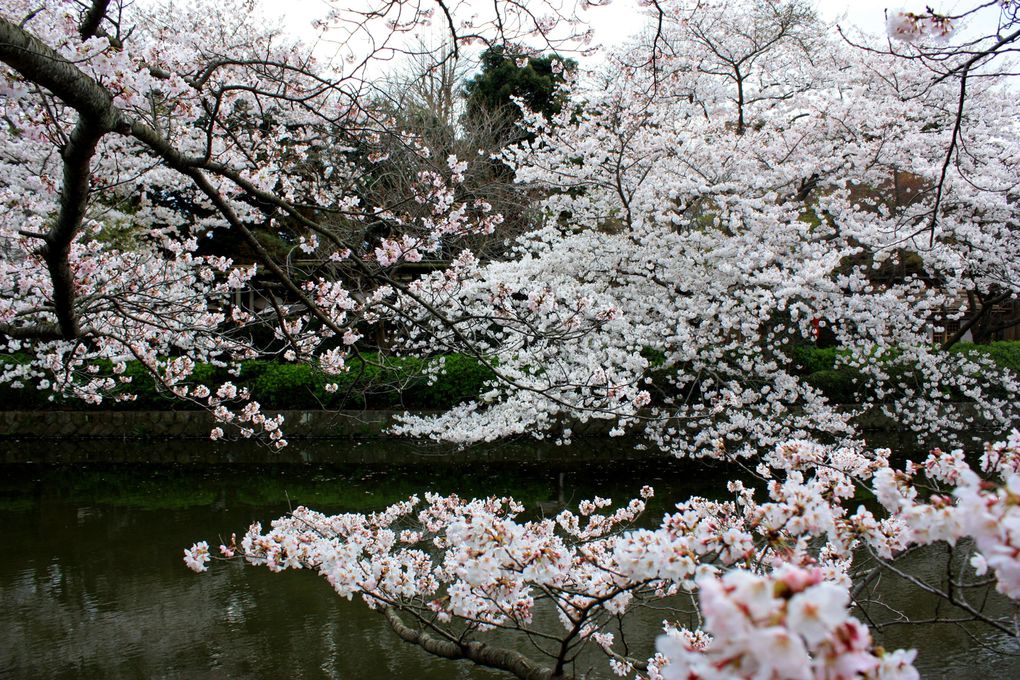 Photos de Kamakura, semaine pleine de fleurs de cerisiers
(s'il vous plait, respectez mon copyright)
