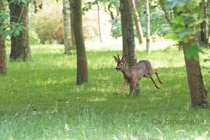 Jeune chevreuil perdu au parc de l'arboretum (Angers)