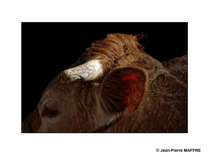 Sous le soleil de Paris, les taureaux du Salon de l'agriculture mettent-ils les vaches en émoi ?