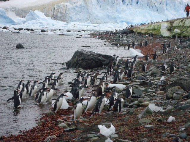 Album - Antarctique-mars-203