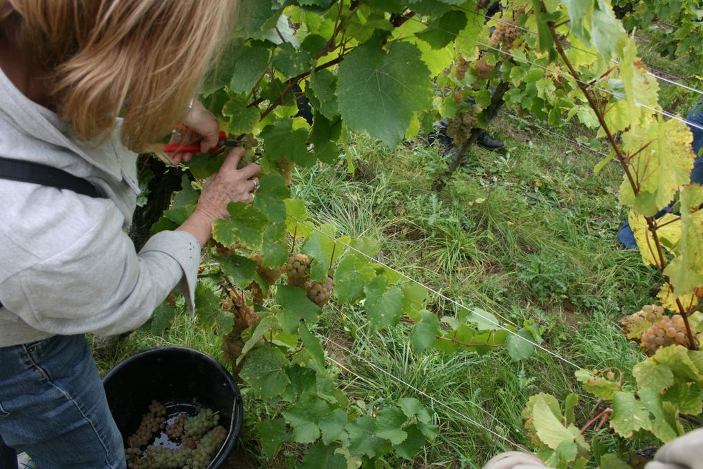 Album - vendanges-2012