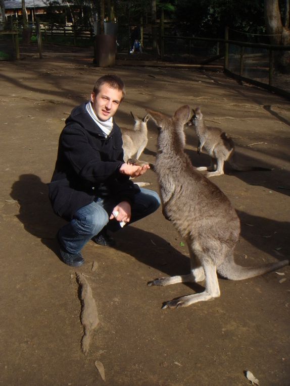 Album - The Koala Park