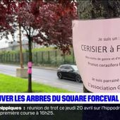 Ile-de-France: sauver les arbres du square Forceval