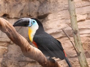 Zoo de Beauval : les oiseaux