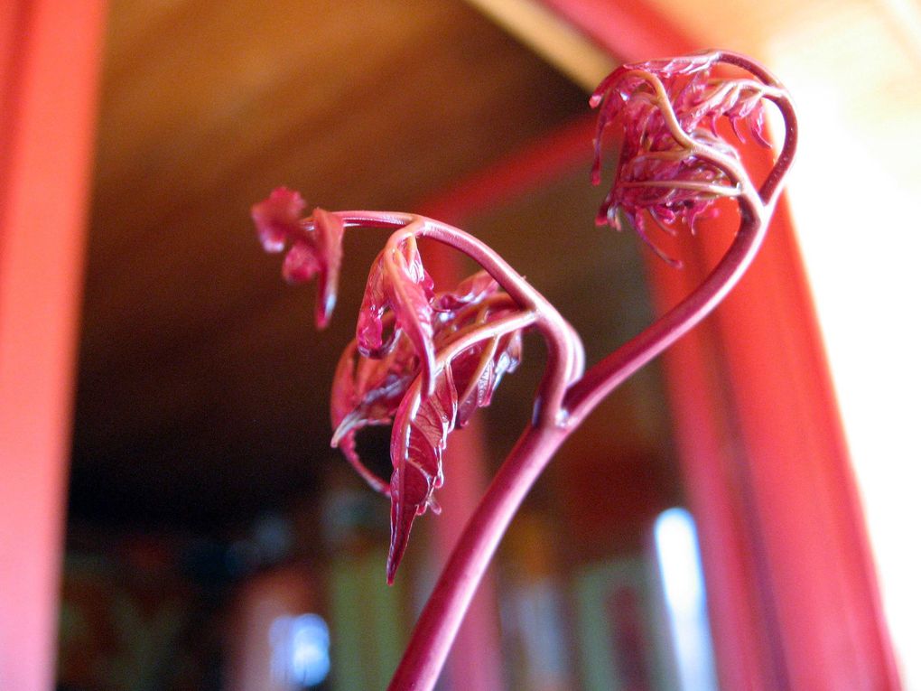 Photos diverses de fleurs et plantes de mon jardin, pour la plupart... en toutes saisons.