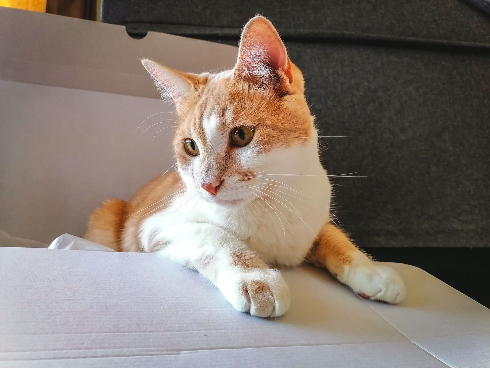 La Box Cadeau Pour Chat Ultra Premium Direct Une Belle Vie De Chat Un Blog Sur Le Chat